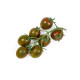 TOMATE CHERRY