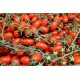 TOMATE CHERRY RAMA