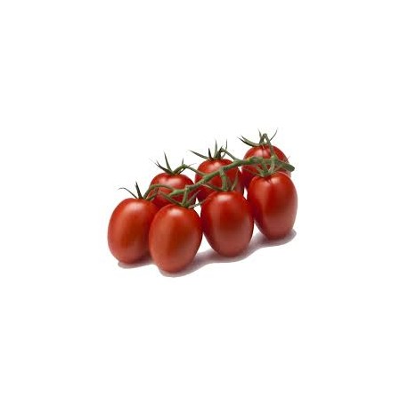TOMATE CHERRY RAMA