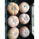 CALABAZA REDONDA