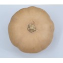 CALABAZA RUPERTA