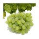 UVA MOSCATEL