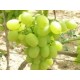 UVA MOSCATEL