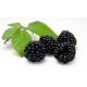 MORAS XL