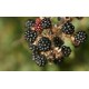 MORAS XL