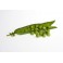 GUISANTES KILO