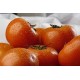 TOMATE DANIELA