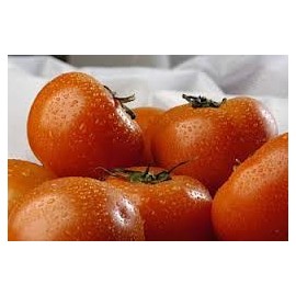 TOMATE DANIELA