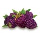 MORAS XL