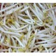 GERMINADOS-SOJA