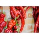 PIMIENTO SECAR
