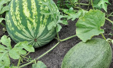 consejos elegir melon sandia comprar